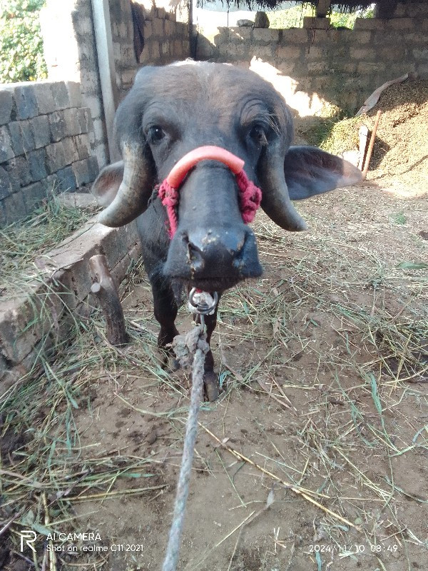 પાડી વૅચવાનીછૅ