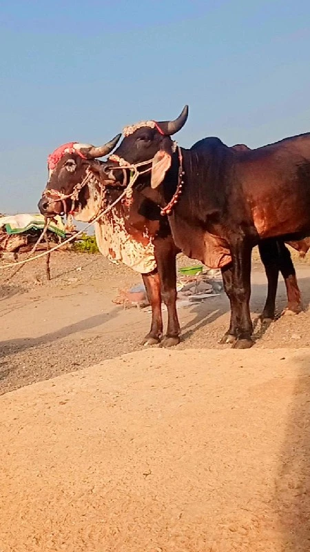 અરવિંદ દેવીપુજક