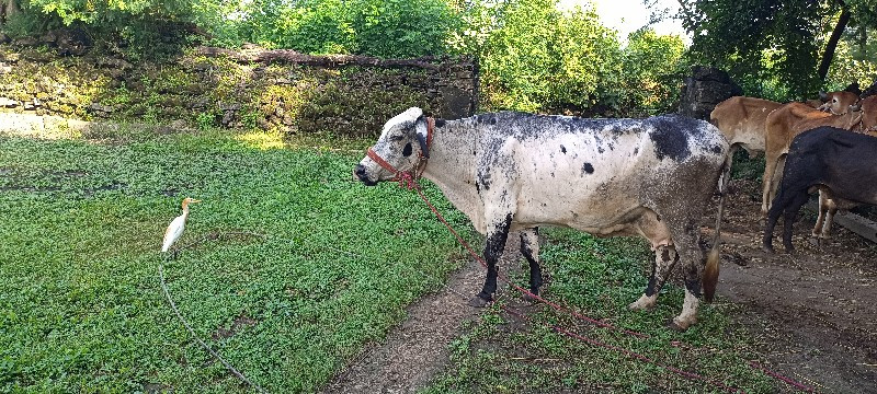 ગાય