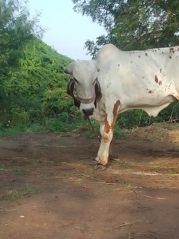 ગાય