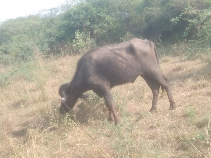 ખરેલુ વેસવાનુ સ...