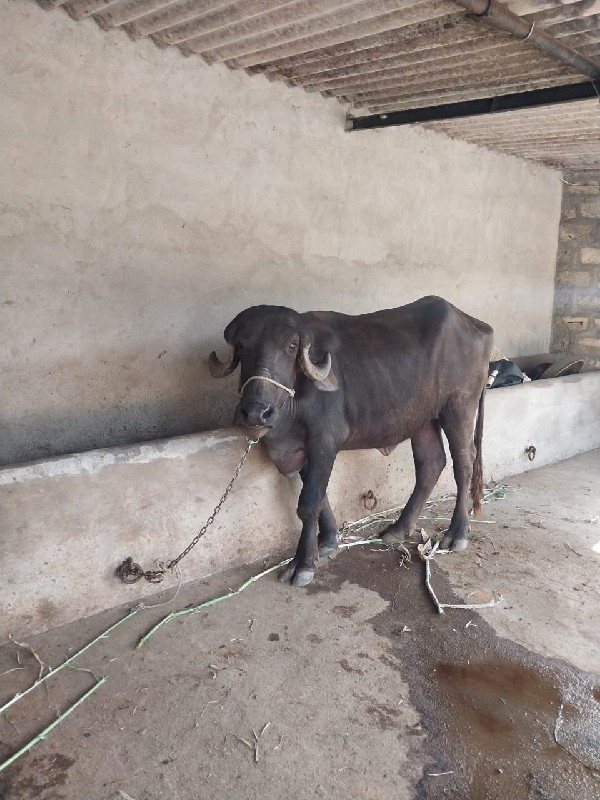 ખડેલી વેચવાનિ છ...