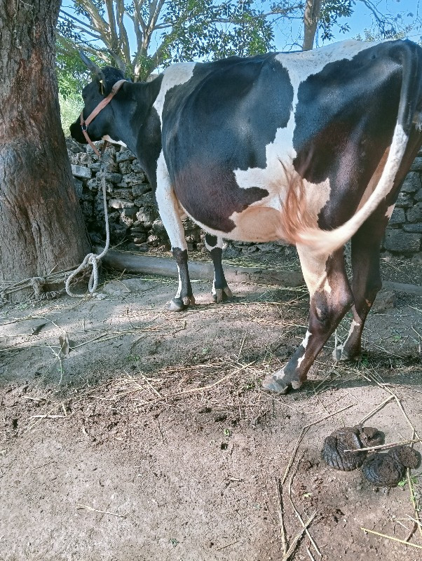 એચ. એફ. ગાય વેચ...