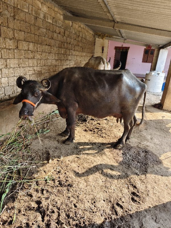 એક 6 લીટર દૂધ