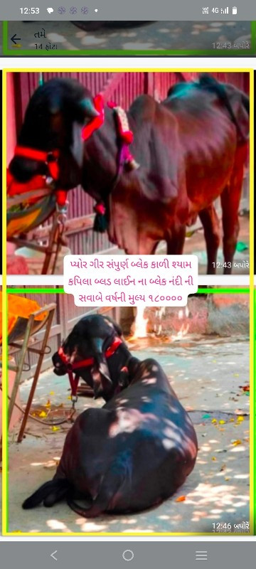 સારી બ્લડ લાઈનન...