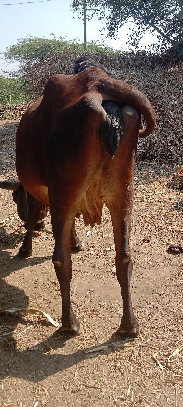 ગાય વેચવાની છે