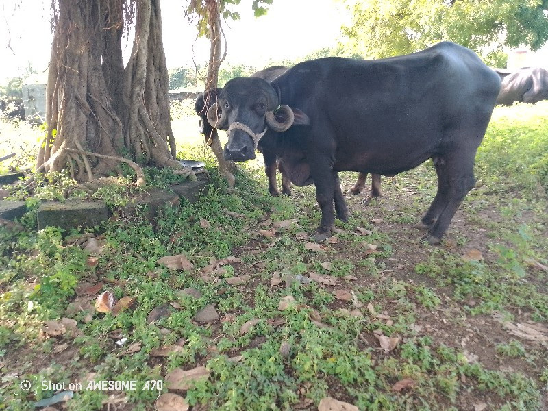 ખાડેલી વેસવા ની...