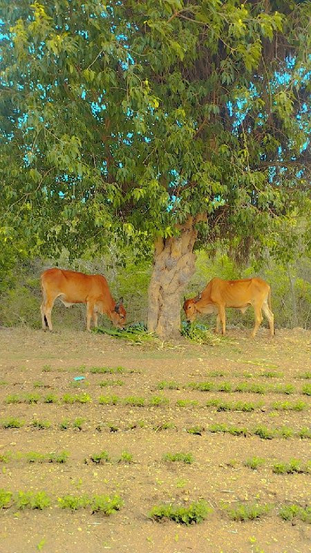 બળદ વેચવાના છે