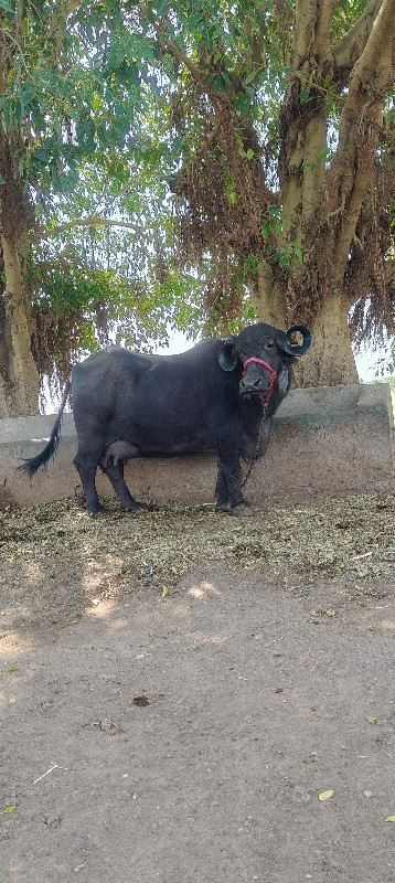 ભેંશ વેચવાની છે...