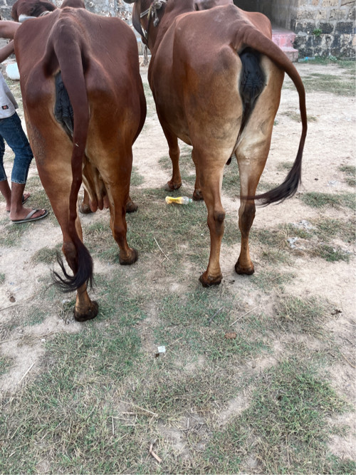 ગાય