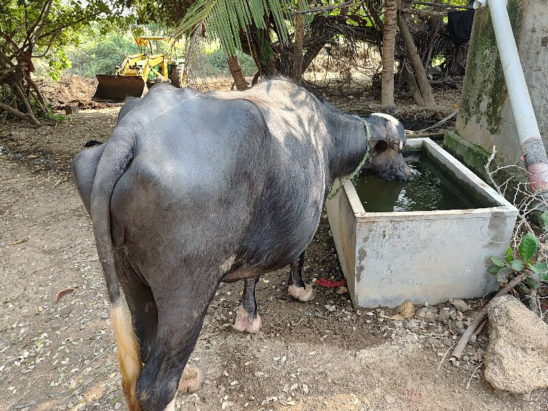 ખડેલુ વેચવાનુ...