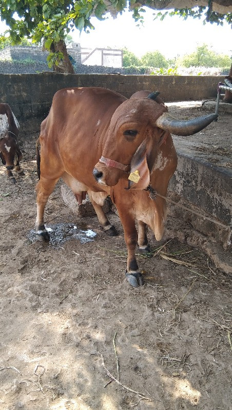 ગીર ગાય વેચવાની...