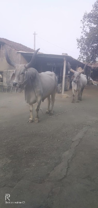 બળદ દેવા સુખ મા...