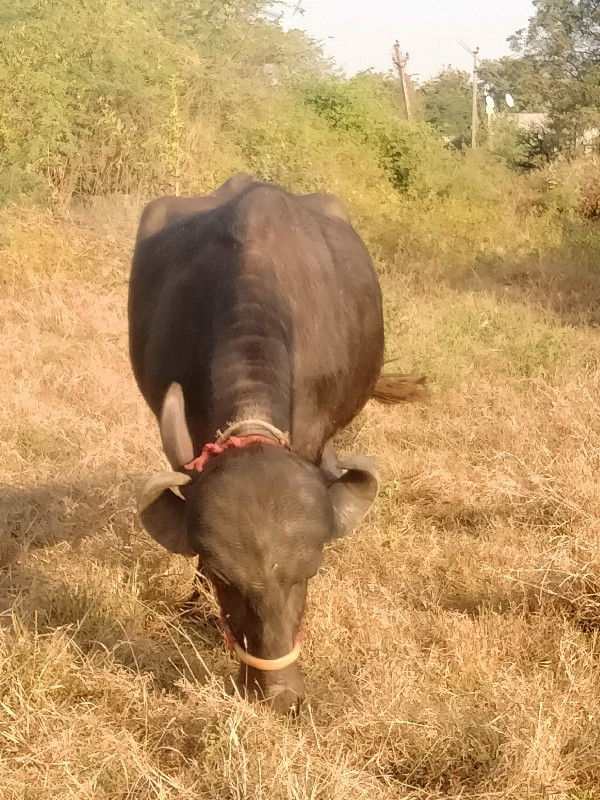 આ ભેંસ વેચવાની...