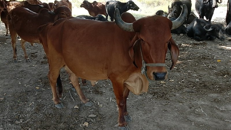 સારો વેલો સોજી...