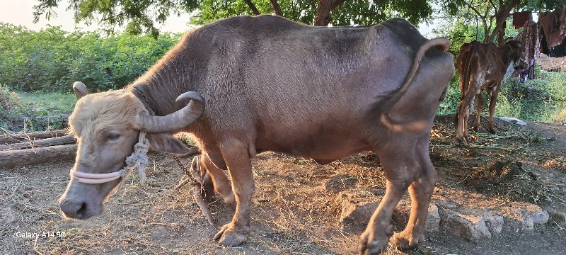 વેચવી છે