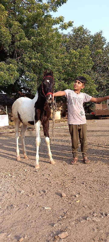 વસેરી  વેસવાની...