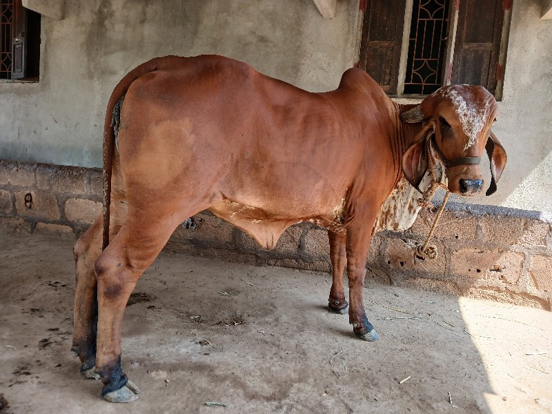 ગીર હોડકી વેચવા...