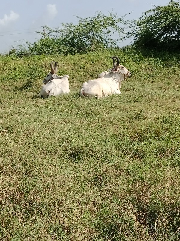 બરધ વેસ્વના che