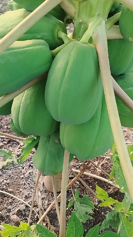 papaya bi