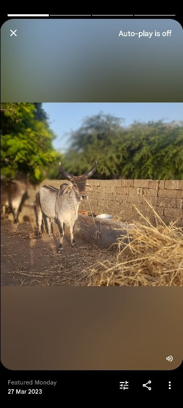 બર્ધ વેસવાનોસે...