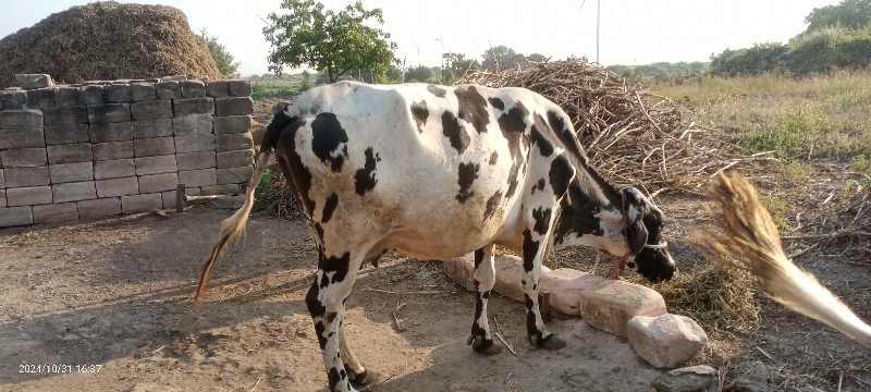 વેસવાની છે