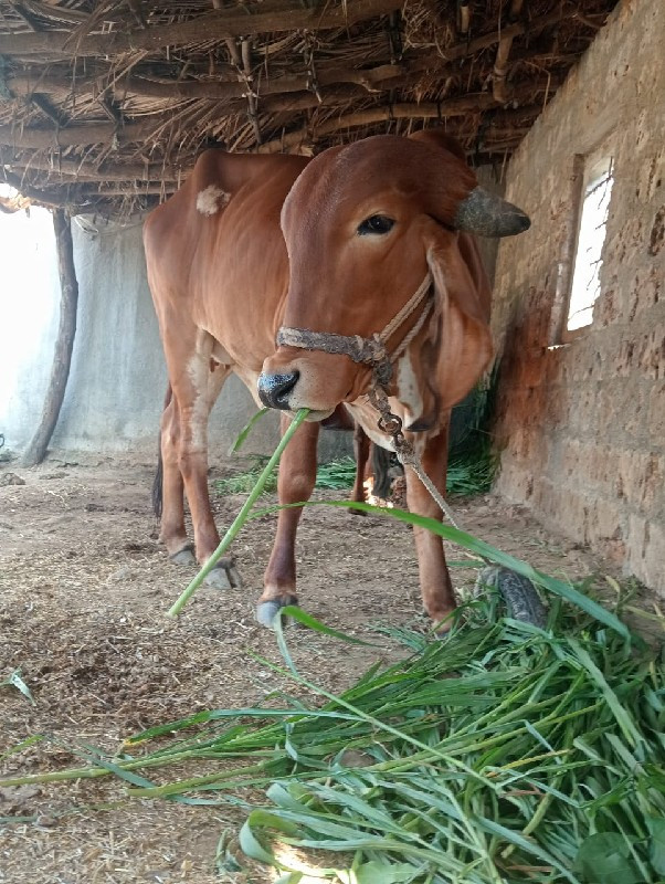 ગીર ગાય વેચવાની...