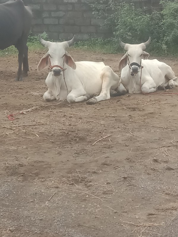 આ ગોદલા વેચવાના...