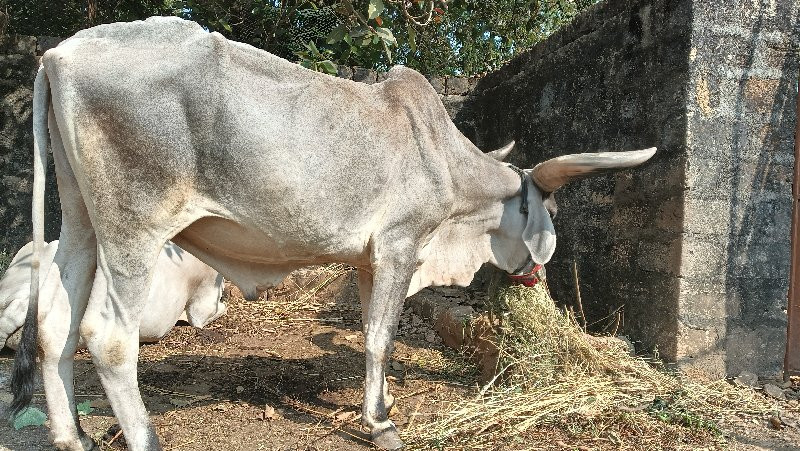 બળદ વેચવાનો છે