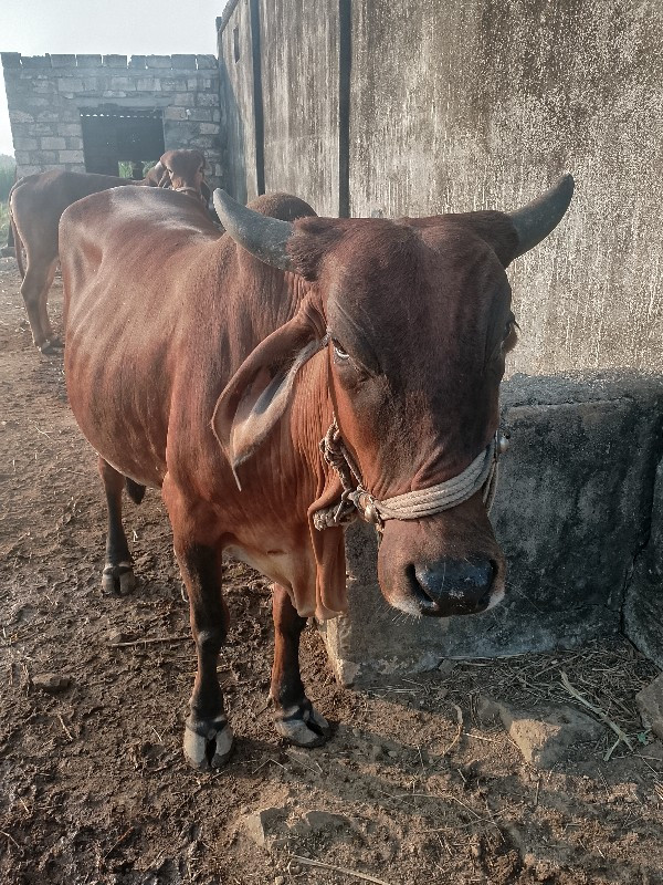 ગાય વેચવાની છે