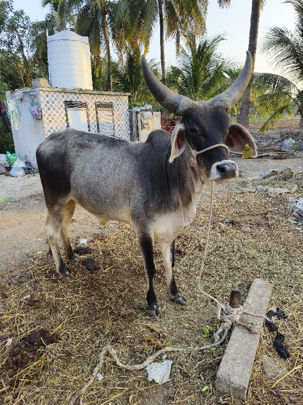 ગાય