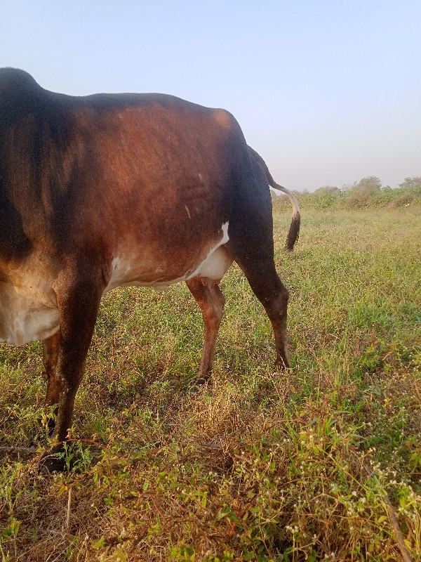 ગાય વેચવાની