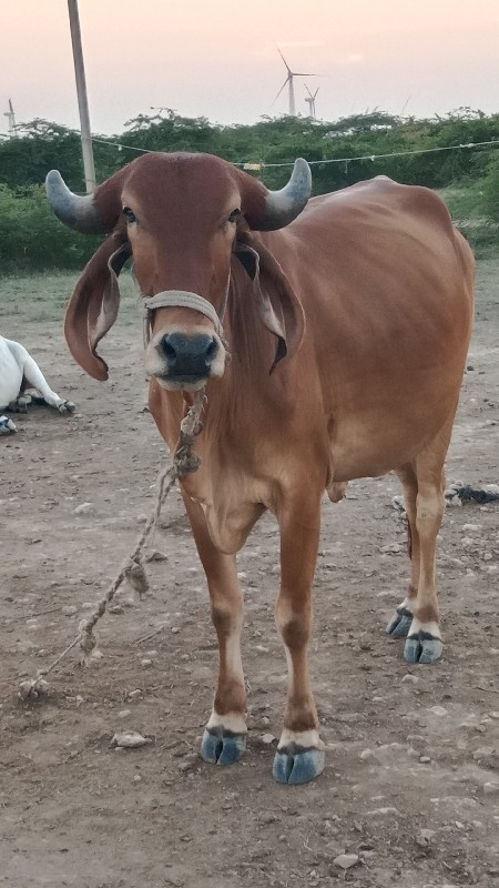 પેલું વેતર ગાય...