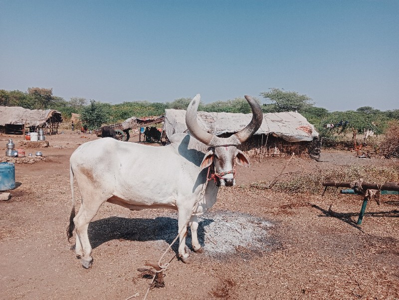 12000 રૂપિયા