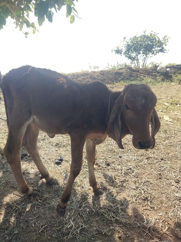 ગાય વેચવાની છે