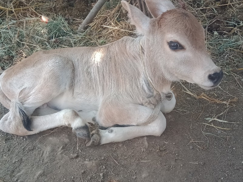 બે જર્સી ગાય વે...