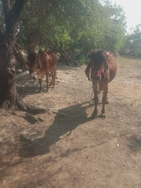 ગોઢલા વેચવાના છ...