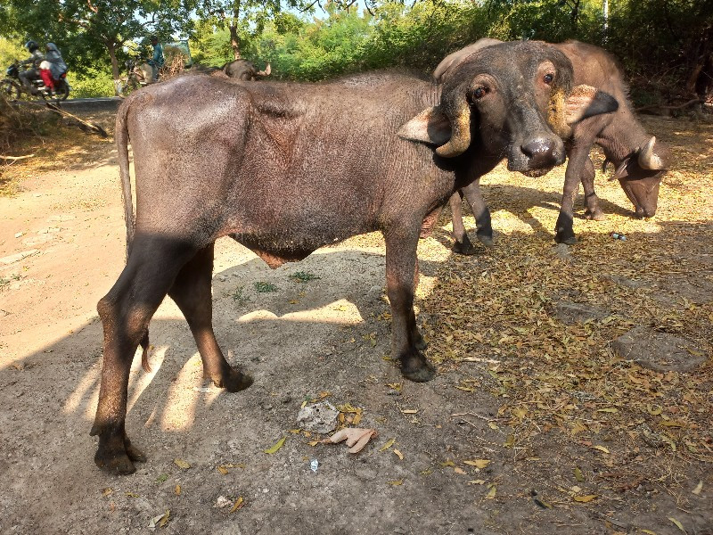 પાડો 2.5 વર્ષ ન...