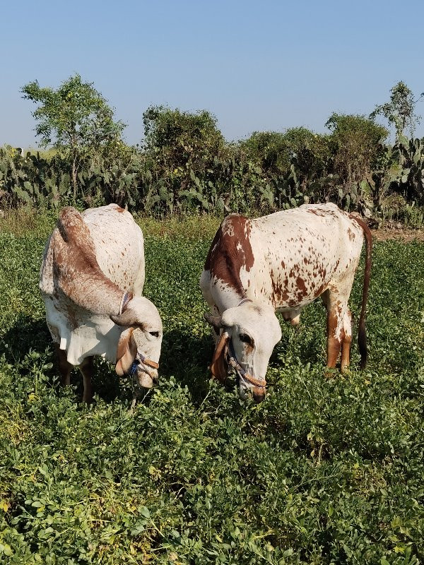 ગોંઢલા વેચવાના...