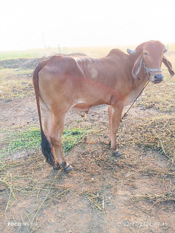 પેલી વાવણીનું છ...