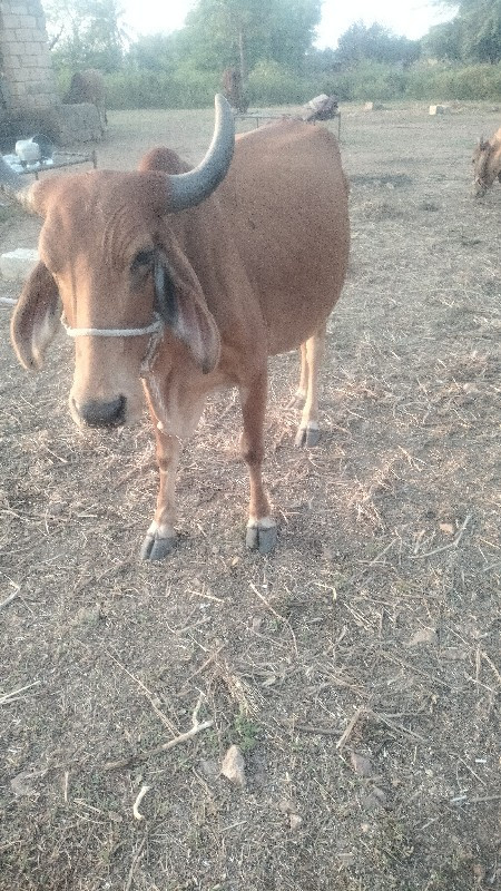 હોડકીવેસવાની છે