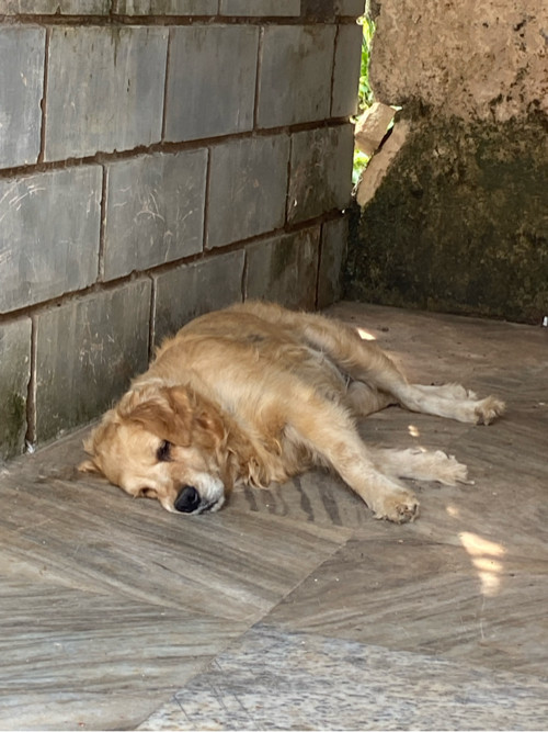 Golden retrieve...