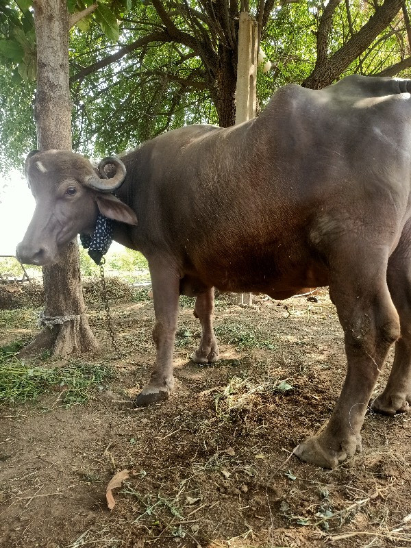 ભેંશ વેસવાની છે