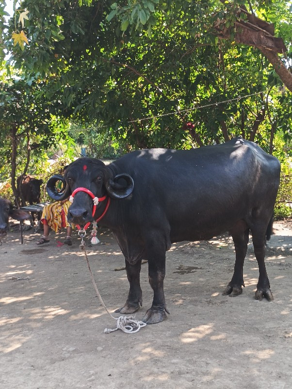 બીજા વેતરમાં ખડ...