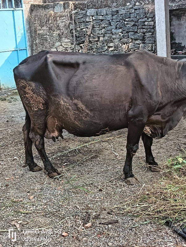 એસબ ગાય વેચવાની...