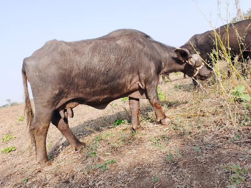 ભેંસ વેચવાની છે