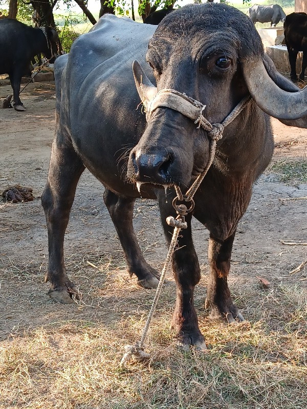 ખડેલી વેસવાની સ...