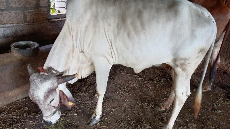 ગિરગાયવેશવાનીછે