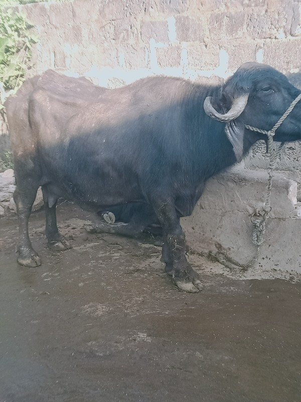 ભેસ વેસવાનિસે ત...