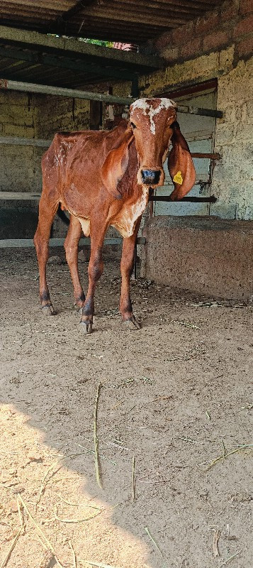 બૅ.વાસડી.આપવાની...